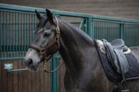 Vente de cheval : Oringo